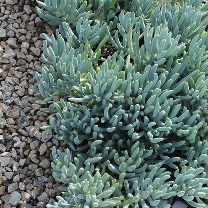 Dwarf blue chalk sticks succulent Senecio serpens in pot with silver blue finger-like leaves Australia