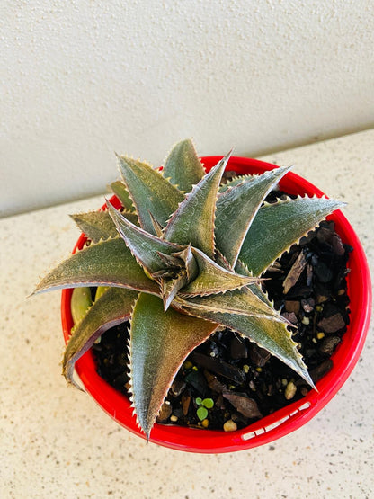 Dyckia flowering with tall orange-red flower spike attracting pollinators