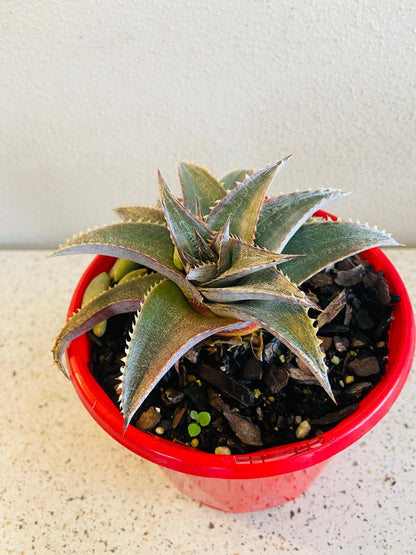 Close up of Dyckia bromeliad showing textured spiny leaves and compact rosette form