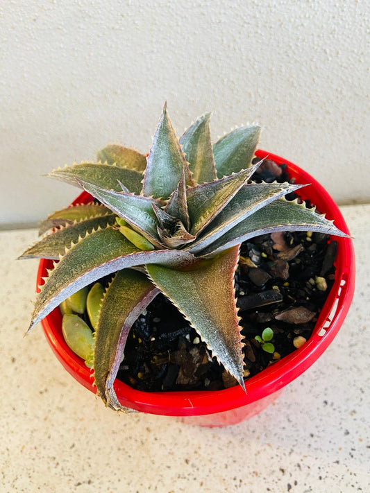 Dyckia succulent plant with spiky green rosette in 130mm pot for sale Australia