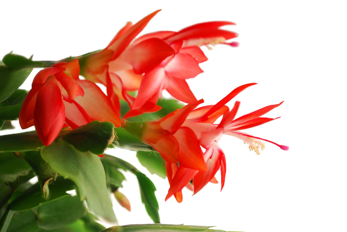 Easter cactus plant display in red pot, showcasing scalloped stems and red tubular flowers