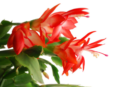 Easter cactus plant display in red pot, showcasing scalloped stems and red tubular flowers