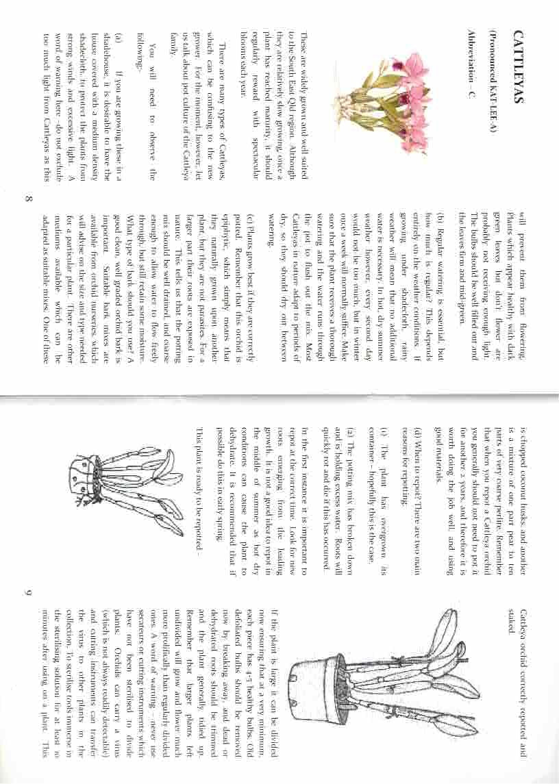 Interior pages from beginner orchid book Australia – tips on Cattleya and popular varieties for SEQD.