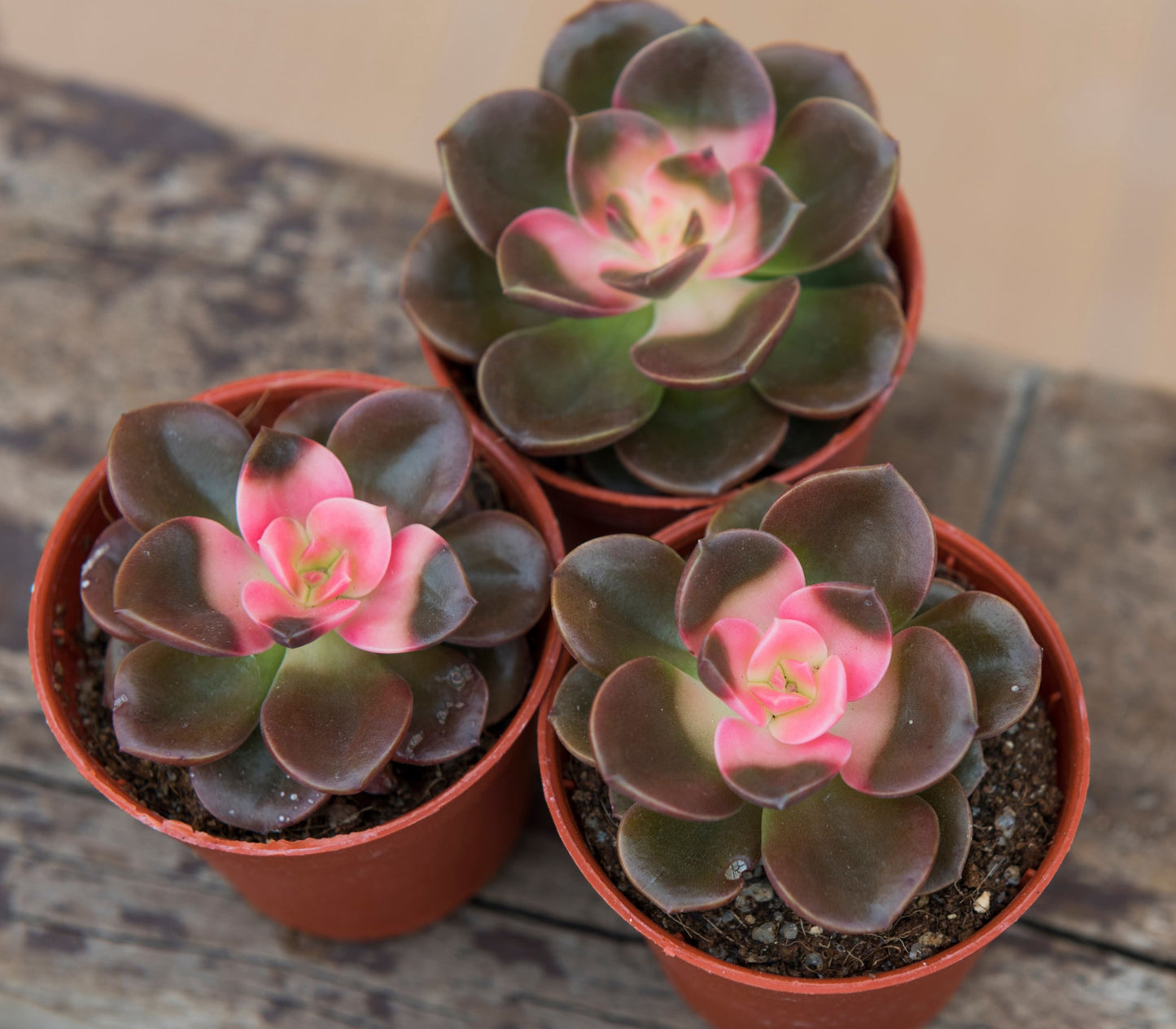 Echeveria Chroma succulent plant Australia - vibrant colorful rosettes