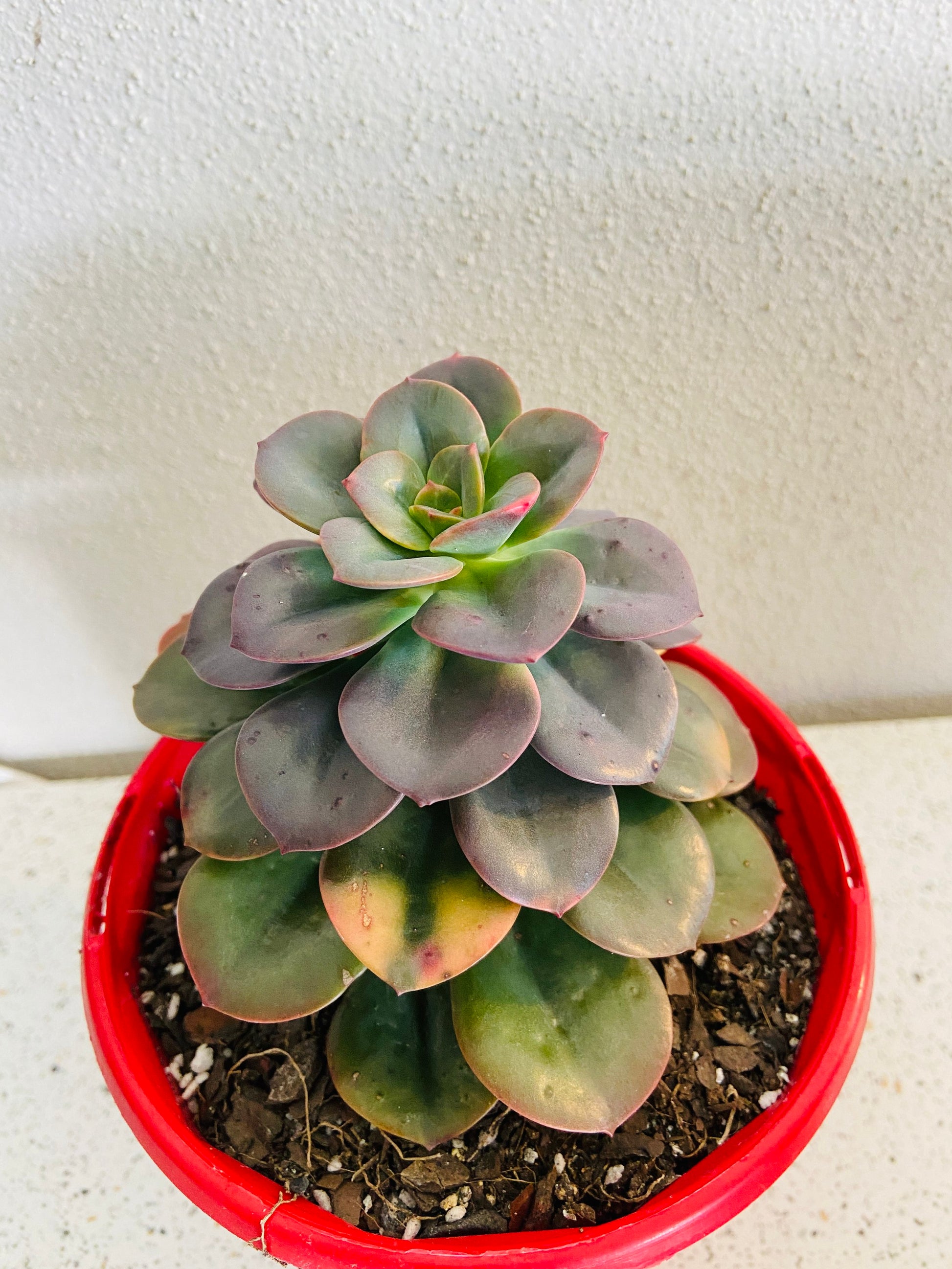 Close-up of Echeveria Chroma colorful rosette leaves Australian grown