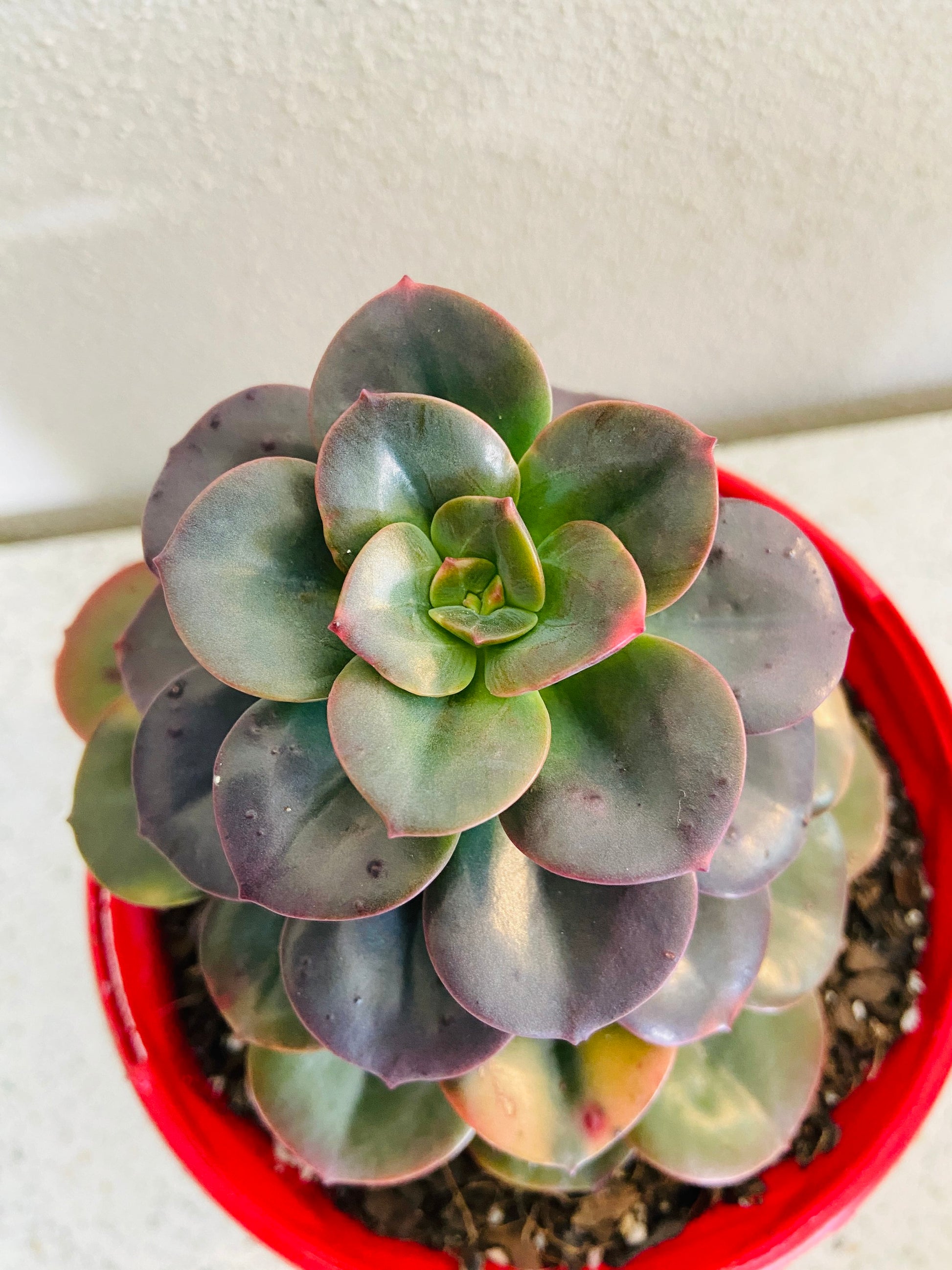 Echeveria Chroma succulent in pot - easy care Australian plant