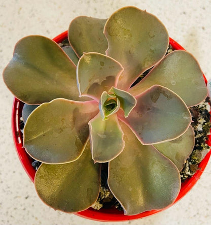 Close up of Echeveria Eros showing blush pink and lavender leaves with velvety farina texture