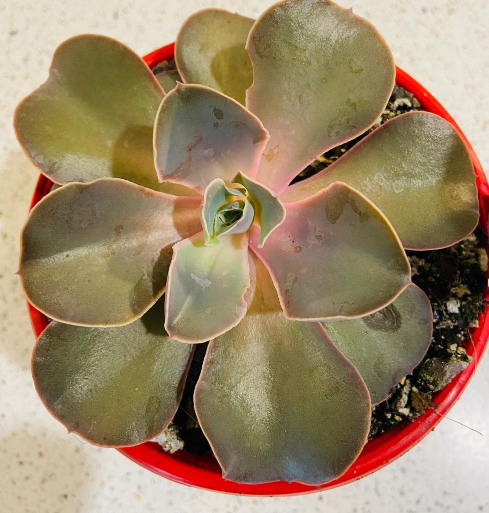 Echeveria Eros large 130mm pink and purple rosette succulent with powdery farina coating in pot