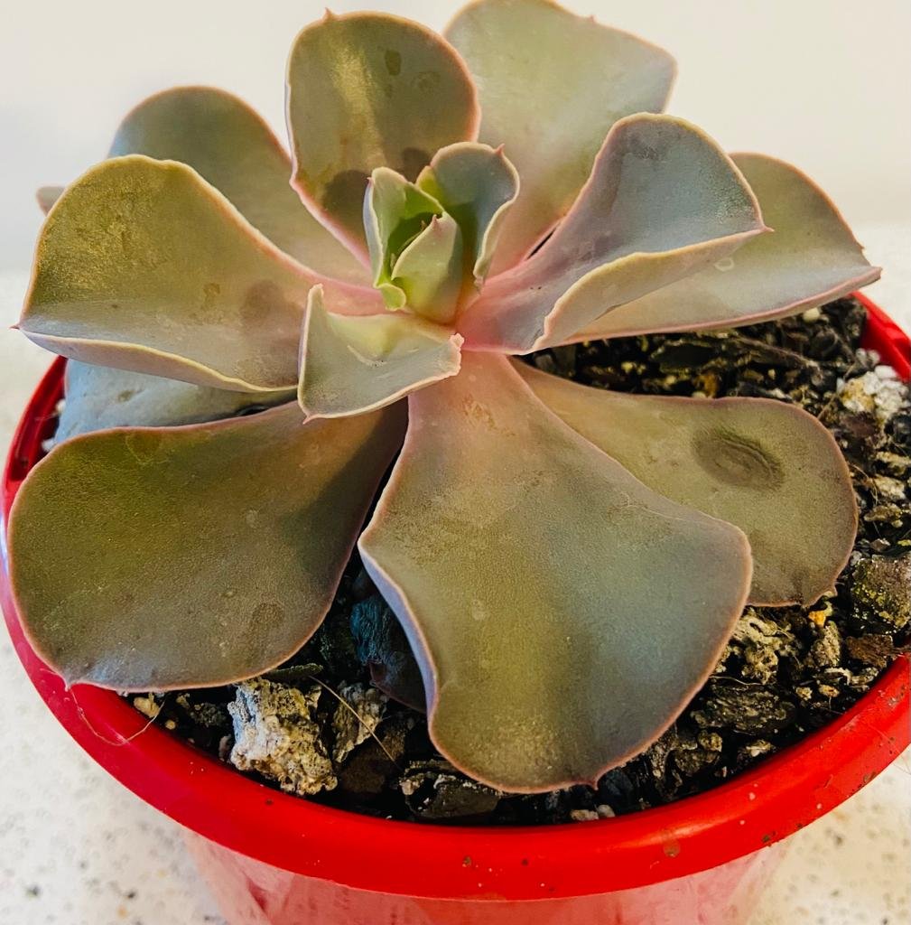 Top view of Echeveria Eros displaying perfect symmetrical rosette formation with pastel colors
