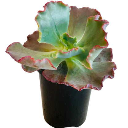 Echeveria Fire and Ice succulent in 130mm pot with frosty blue-green leaves and red edges