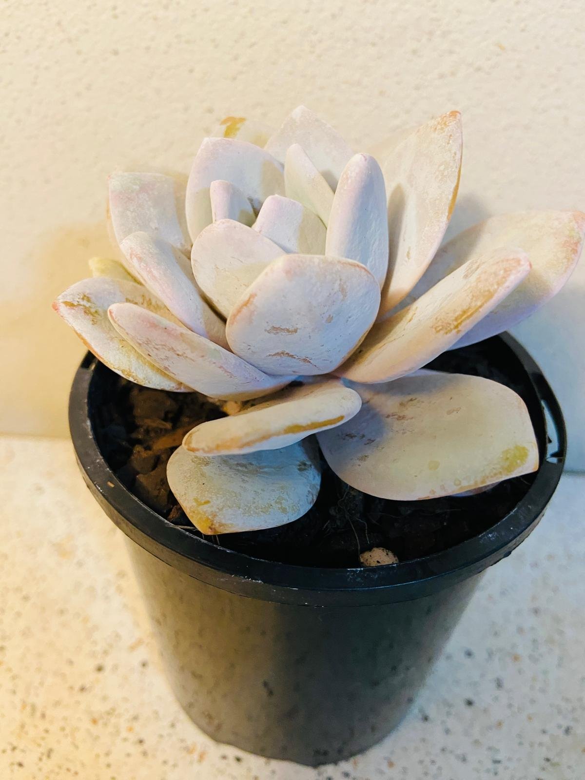 Echeveria Laui rosette in terrarium arrangement for Australian homes