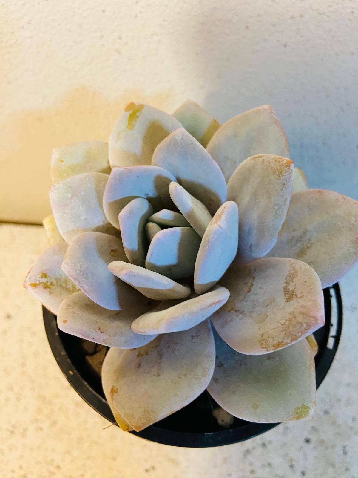 Echeveria Laui Ghost Echeveria succulent in 130mm pot with powdery white farina rosette, rare Australian buy