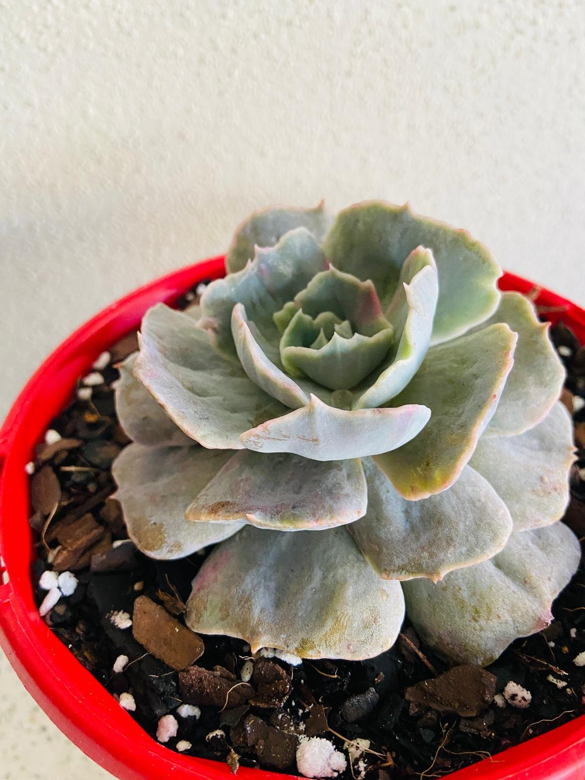 Rare Echeveria lilacina Monstrose crested succulent with silvery-lavender leaves and irregular sculptural growth in 130mm pot for sale Australia