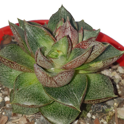 Close-up of Echeveria Volcano leaves turning lava red under sun stress
