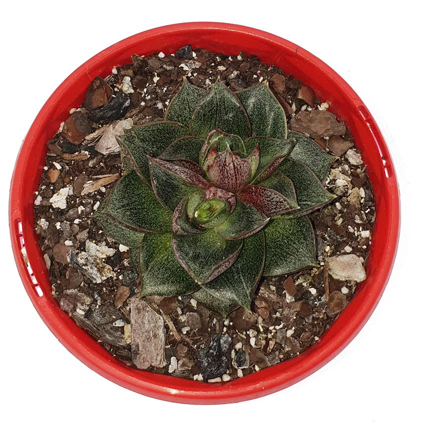 Echeveria Volcano in modern Melbourne apartment windowsill display