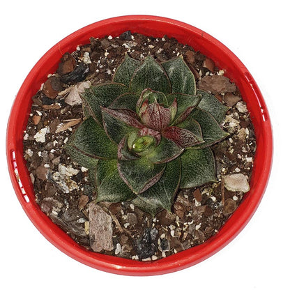 Echeveria Volcano in modern Melbourne apartment windowsill display