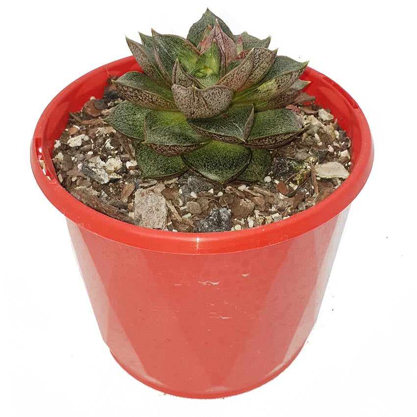 Echeveria Volcano fiery red-orange rosette succulent in 130mm pot – black-tipped leaves