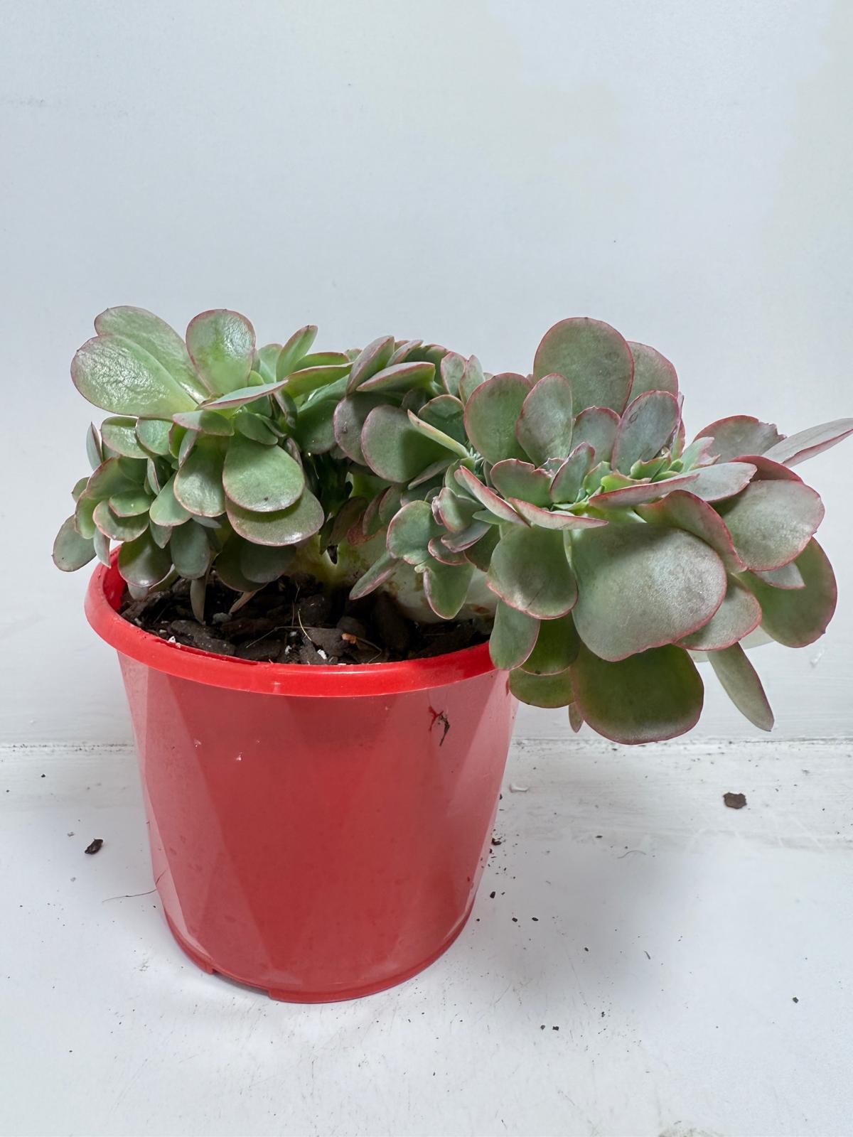 Echeveria Zorro Crested in 130mm pot showing established size for Australian gardens