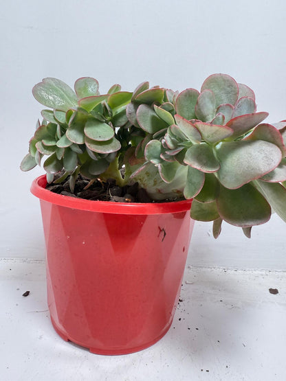 Collector-grade Echeveria Zorro Crested for sale Australia with dark burgundy colouration