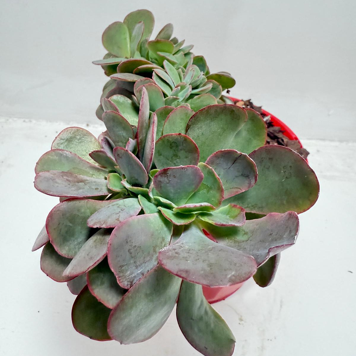 Rare Echeveria Zorro Crested succulent with burgundy fan-shaped crested growth in 130mm pot