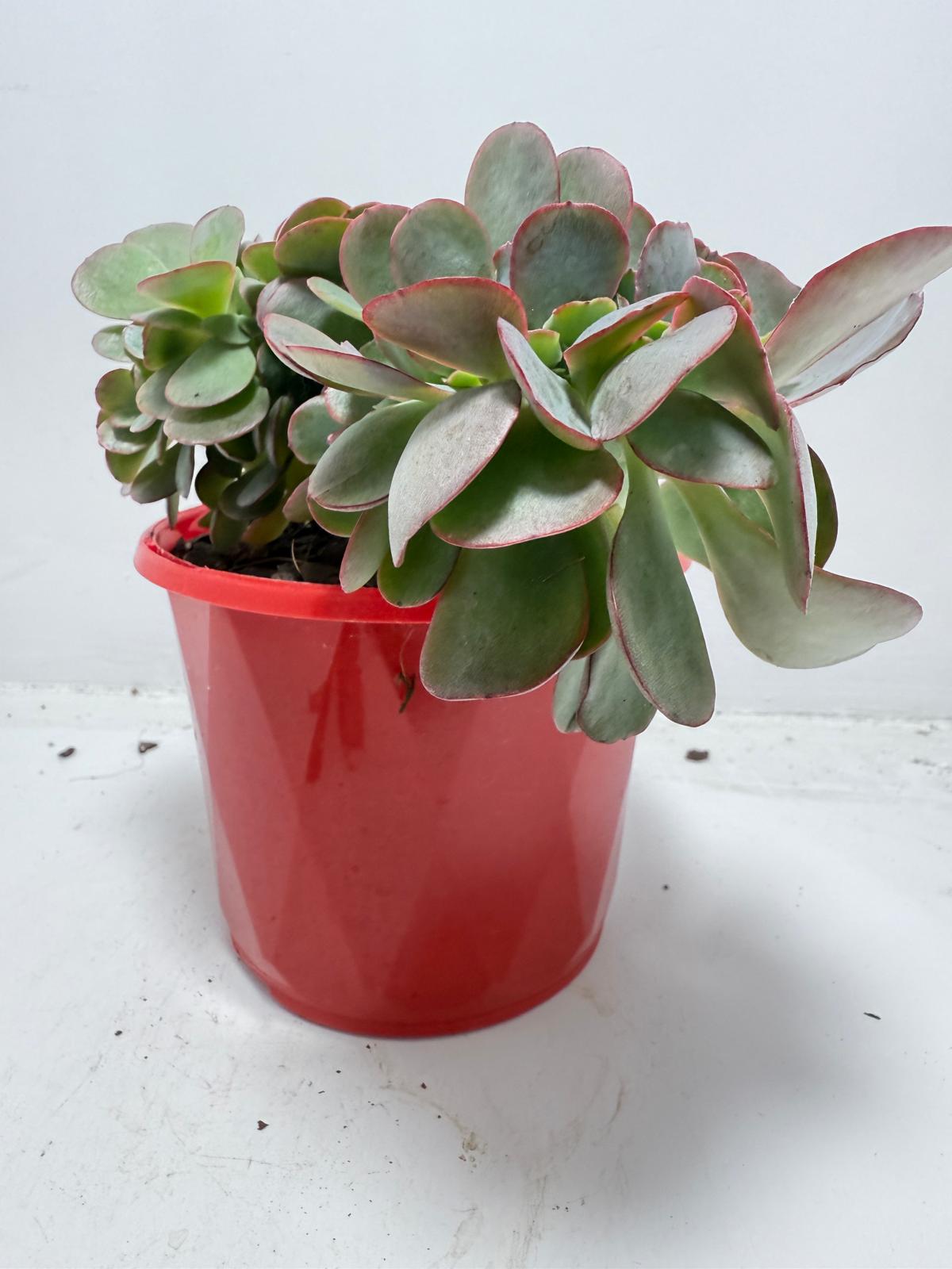 Top view of crested Echeveria Zorro displaying unique fan-shaped mutation pattern