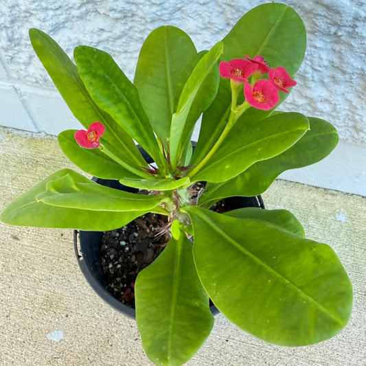 Euphorbia milii Crown of Thorns plant with red flowering bracts