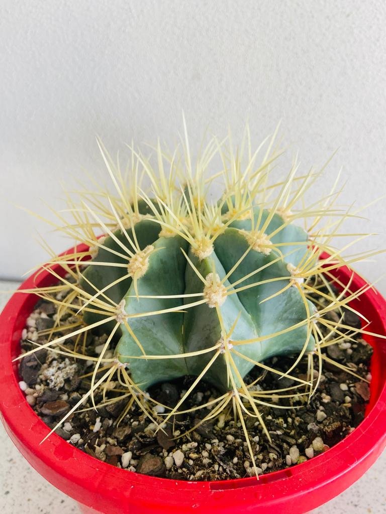 Ferocactus glaucescens in 190mm pot for sale – buy blue barrel cactus online Australia