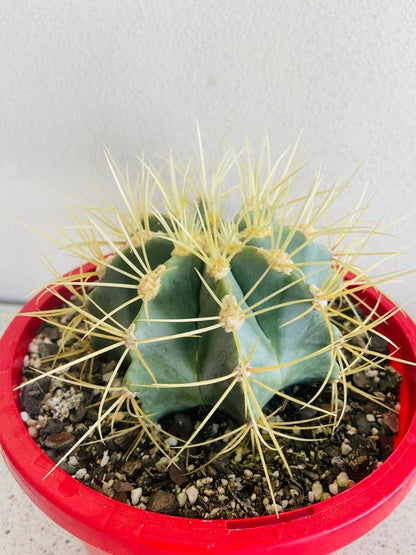 Ferocactus glaucescens in 190mm pot for sale – buy blue barrel cactus online Australia