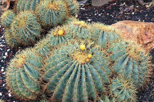 Ferocactus glaucescens blue barrel cactus with blue-green ribs and yellow spines