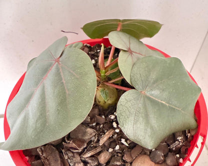 Ficus petiolaris Rock Fig as bonsai-style indoor ficus tree in Australian living room, bright indirect light setup