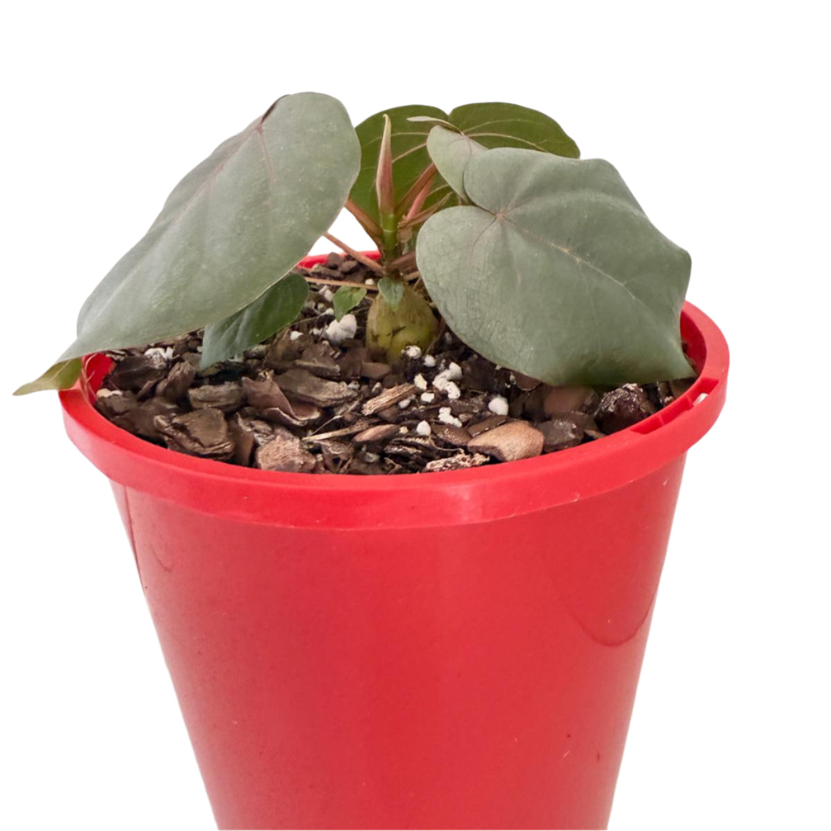 Ficus petiolaris Rock Fig succulent tree in 130mm bare root, heart-shaped leaves with pink veins – buy online Australia