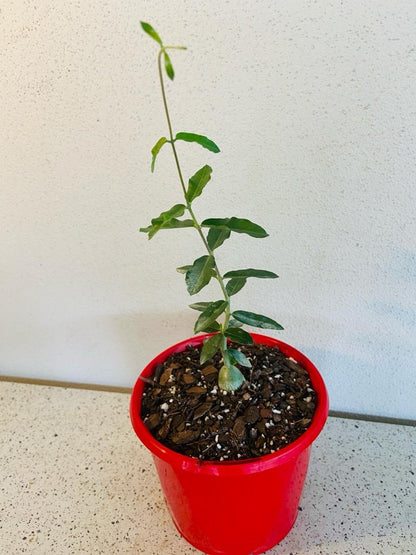 Fockea edulis climbing vines with small oval leaves