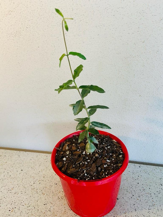 Fockea edulis climbing vines with small oval leaves