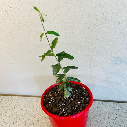 Fockea edulis rare African caudex succulent with climbing vines