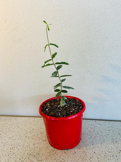 Fockea edulis rare caudex succulent in decorative container