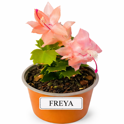 Zygocactus Combo - 7 Different Colours