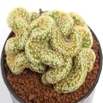 brain like succulent Buy Mammillaria Brain Cactus