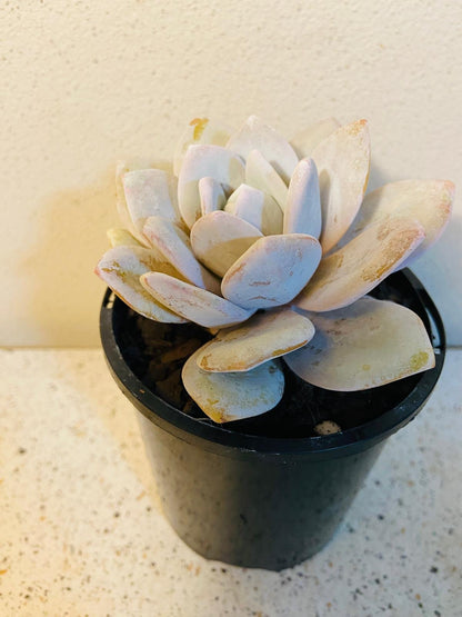 Close-up of Echeveria lauii leaves with ghostly white powdery coating and pink blush