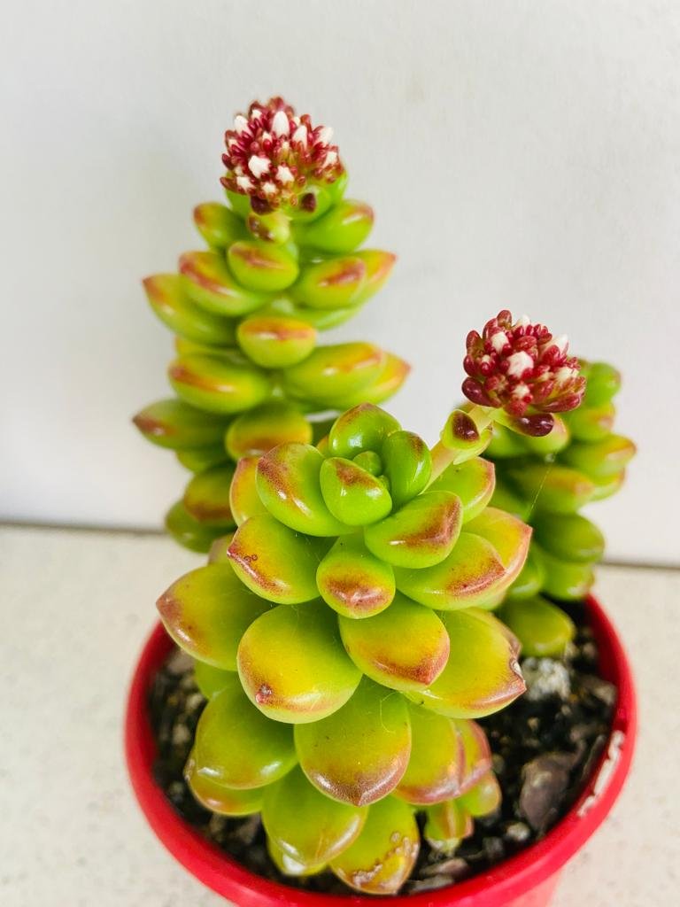 Red tipped glossy leaves of Giant Jelly Bean Sedum color changing