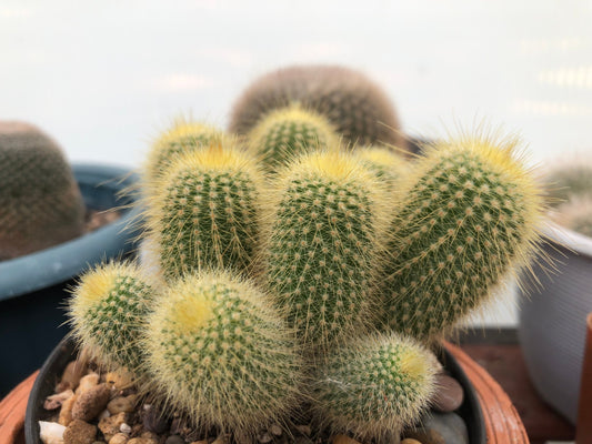 Golden Ball Cactus Parodia leninghausii 130mm with soft golden spines and globe shape, drought-tolerant cactus for sale in Australia.