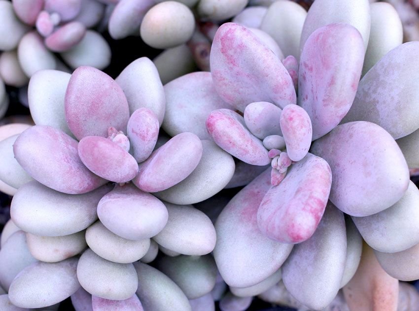 Graptopetalum amethystinum Lavender Pebbles succulent in 100mm pot, showing pastel lavender and pink rosette leaves