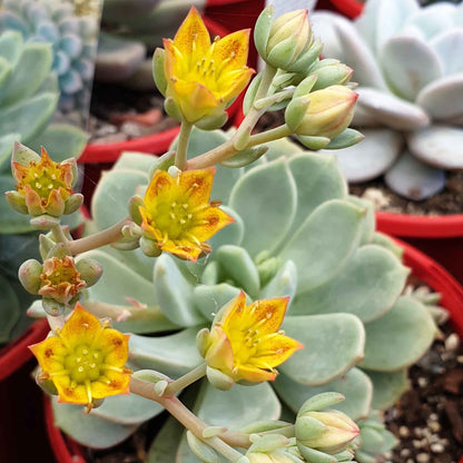 succulent moonglow Buy Graptoveria Moonglow