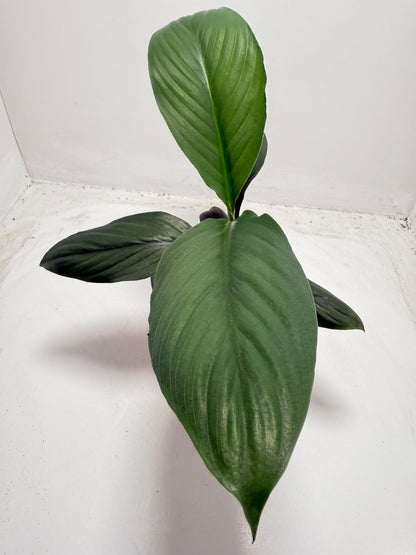 Green Bat Peace Lily thriving in low indirect light - perfect for Australian homes