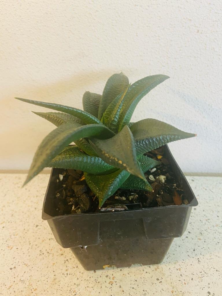 Close up of Haworthia limifolia care showing distinctive horizontal ridges on thick green leaves