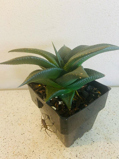 Top view of Haworthia limifolia rosette displaying symmetrical growth pattern and textured foliage