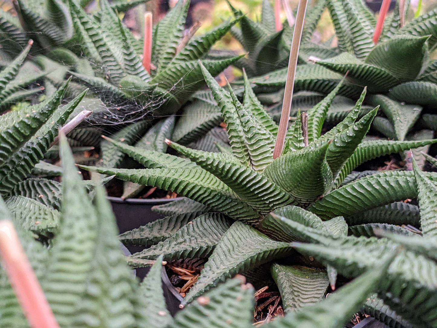 Haworthia limifolia 130mm textured succulent in black pot showing bold ridged leaves