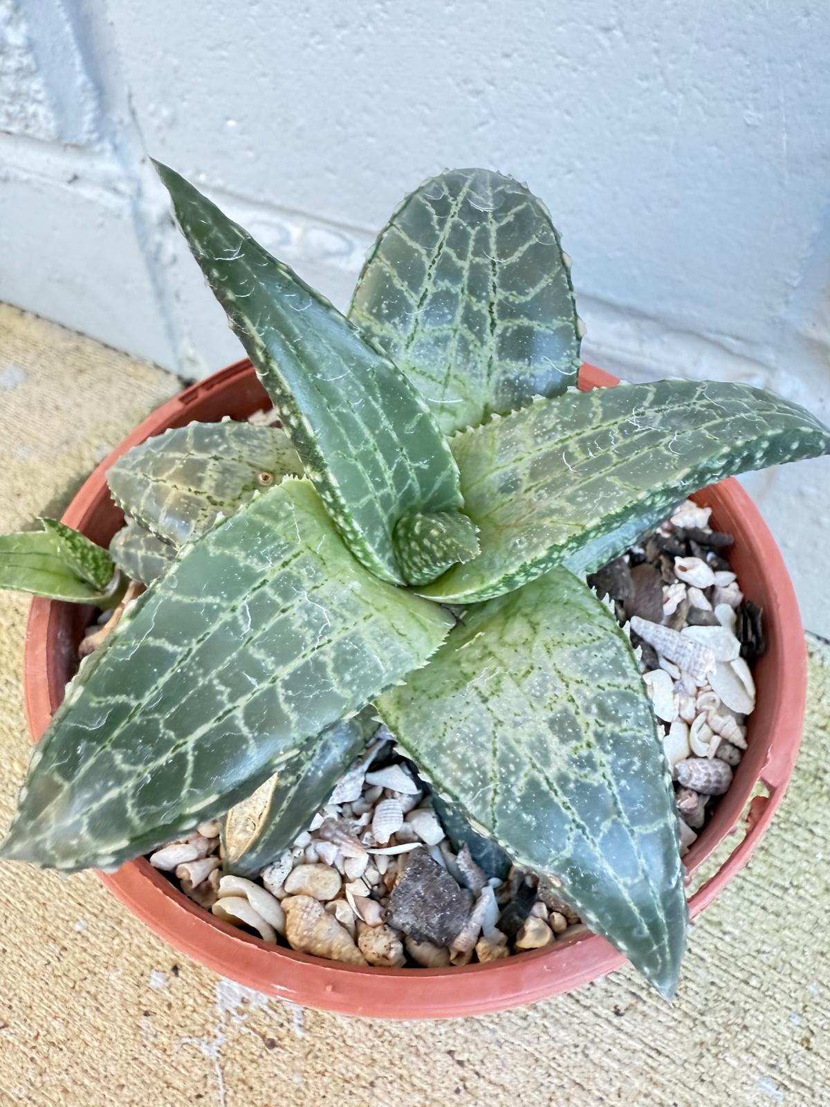 Top view of Haworthia venosa Silver Leaf rosette showing symmetrical compact growth habit perfect for indoor growing