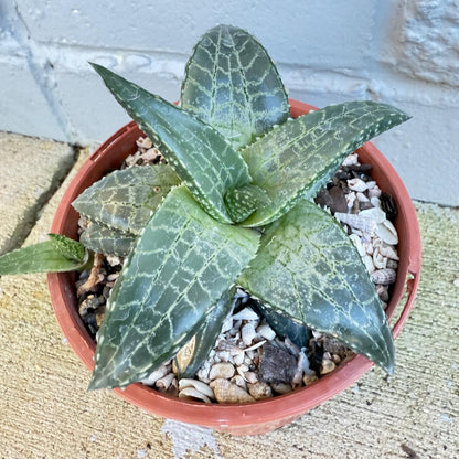 Haworthia venosa Silver Leaf succulent with white-veined dark green leaves in 140mm pot for sale Australia