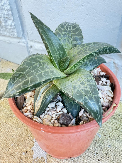 Close up detail of Haworthia venosa Silver Leaf showing striking white veining and silvery textured pattern on thick leaves