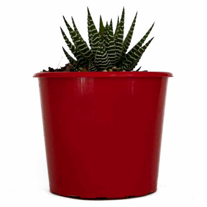 red zebra succulent Buy Haworthia Attenuata